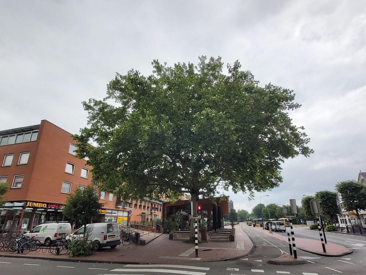 Zeist Gewone Plataan Slotlaan Pius Floris zeist-gewone-plataan-slotlaan-pius-floris